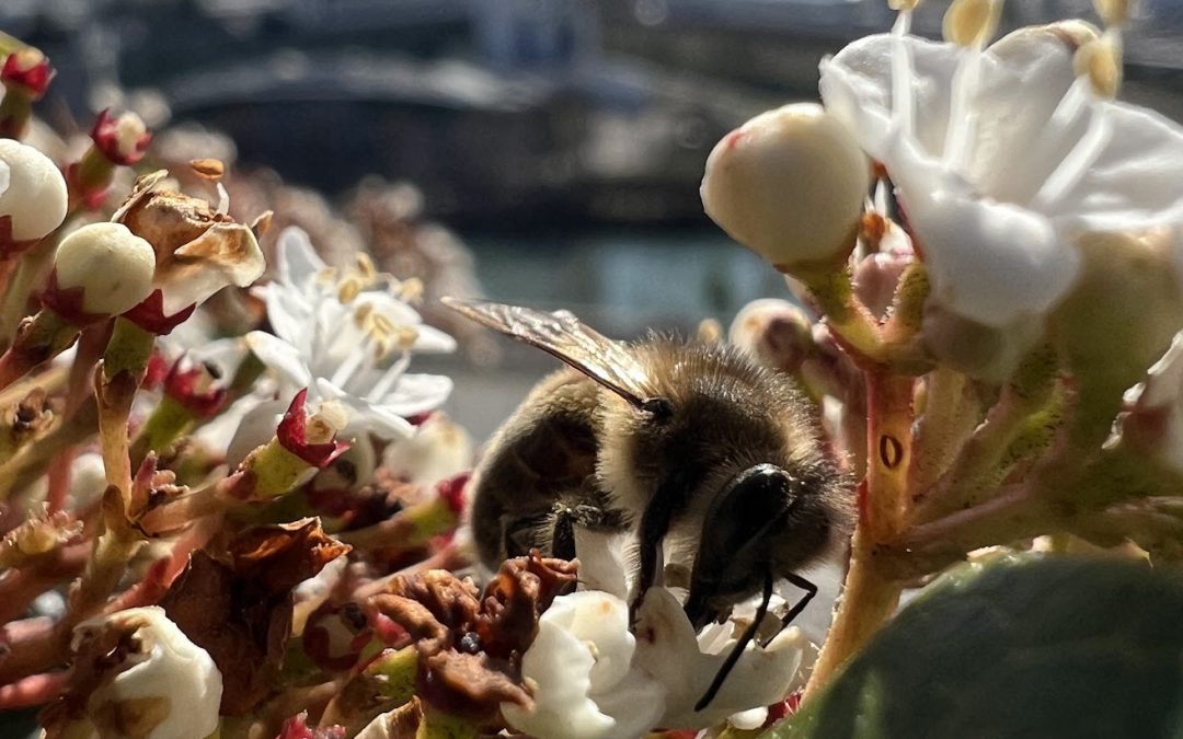 Le réveil de la nature