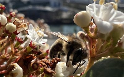 Le réveil de la nature