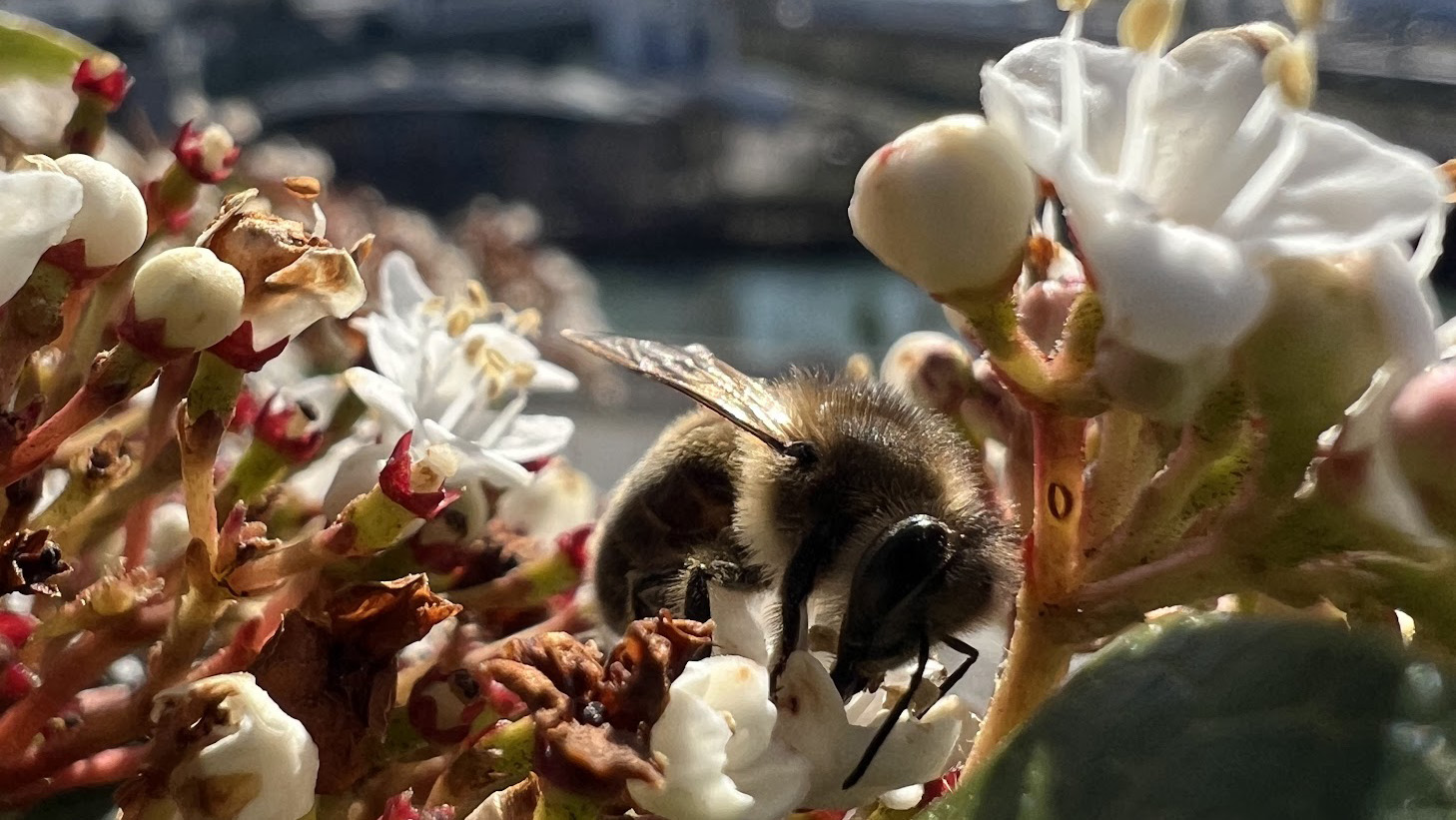 Traitement anti varroa chez SAIT Bresson
