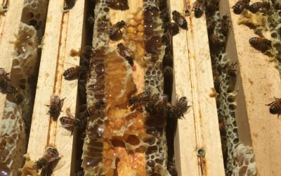 Adex – un début de saison apicole exceptionnel