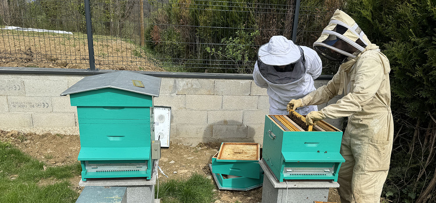 Rucher de Fanara Maitrise Conseil