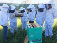Bee Abeille ruches en entreprise - SAMSE