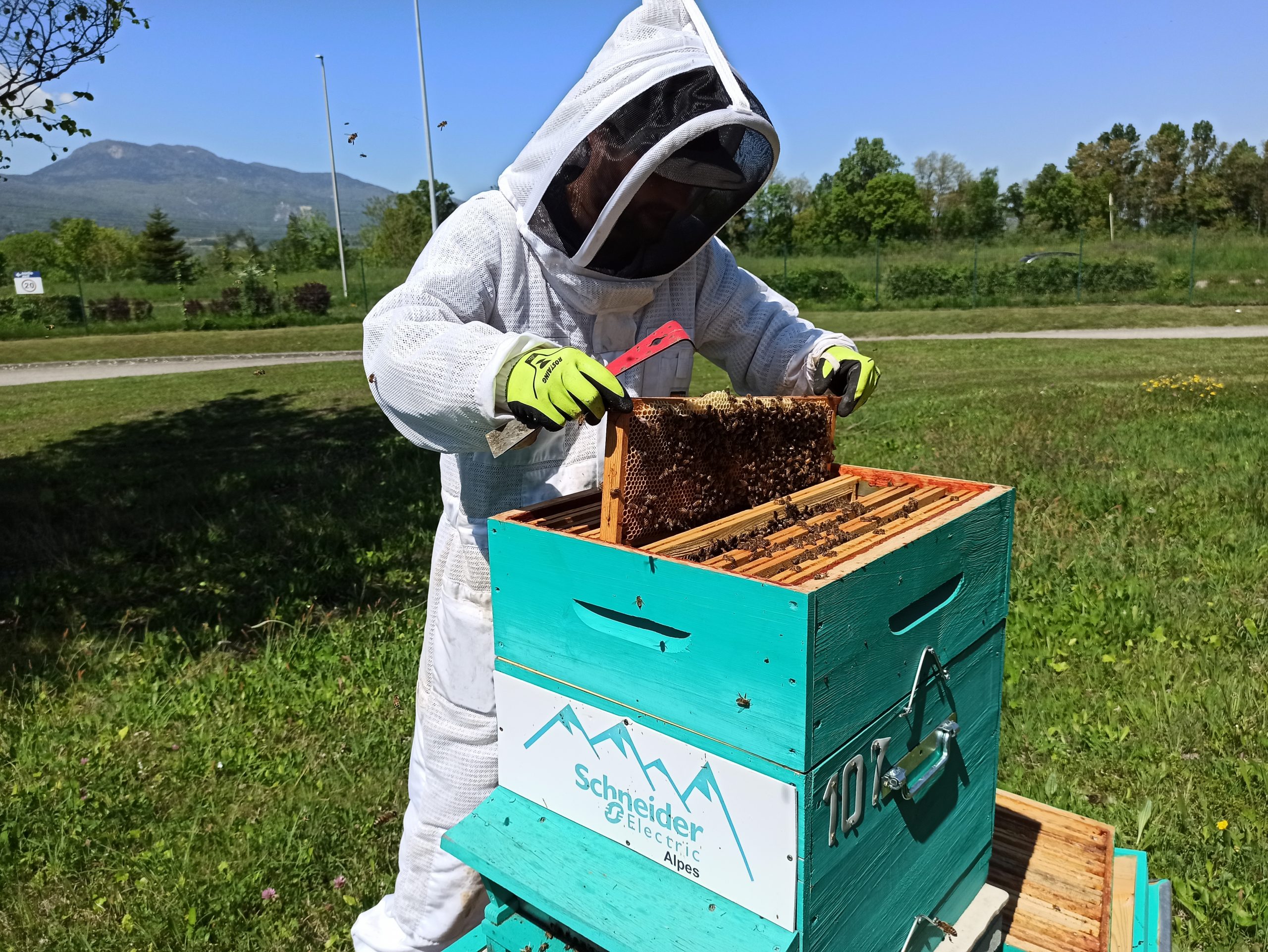 Bee Abeille - apiculteur au travail
