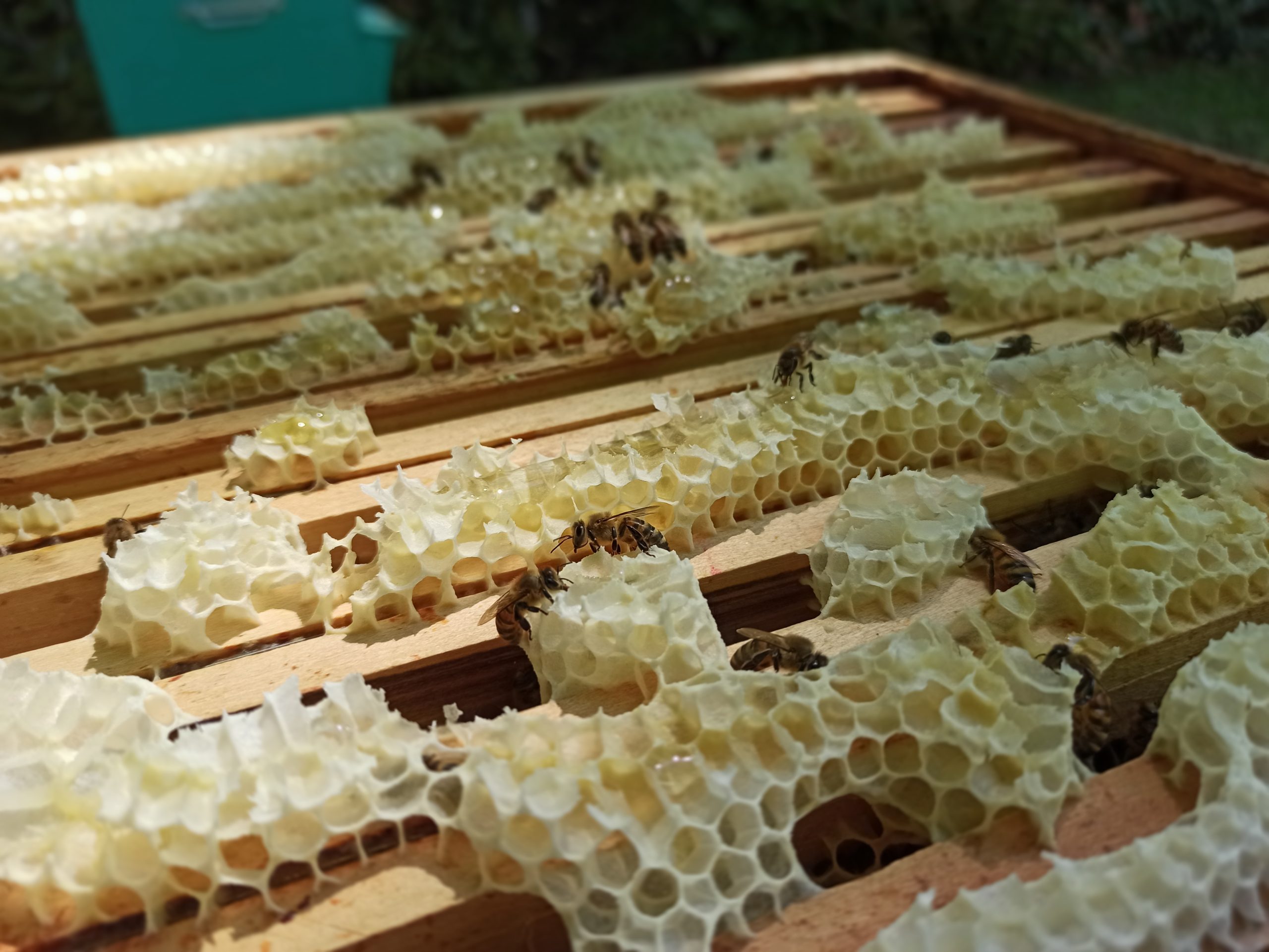 Bee Abeille cire d'abeille