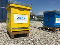 Bee Abeille ruches en entreprise - ADEX