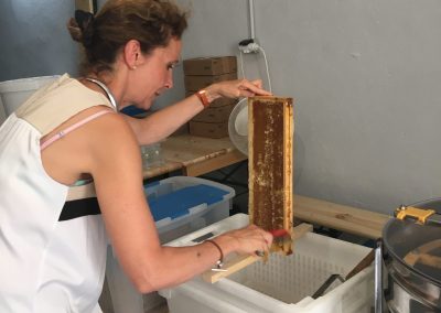 Extraction du miel - assemble Immo
