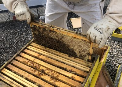 Transfert des abeilles
