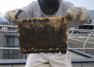 ouverture d'une ruche