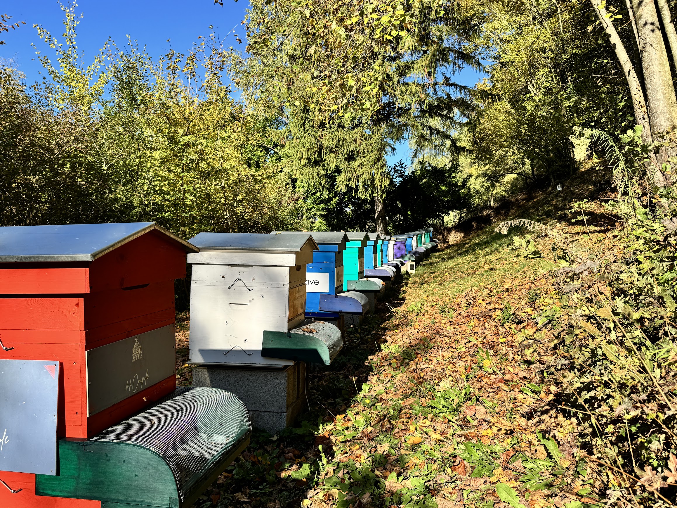 Bee Abeille rucher de Champagnier