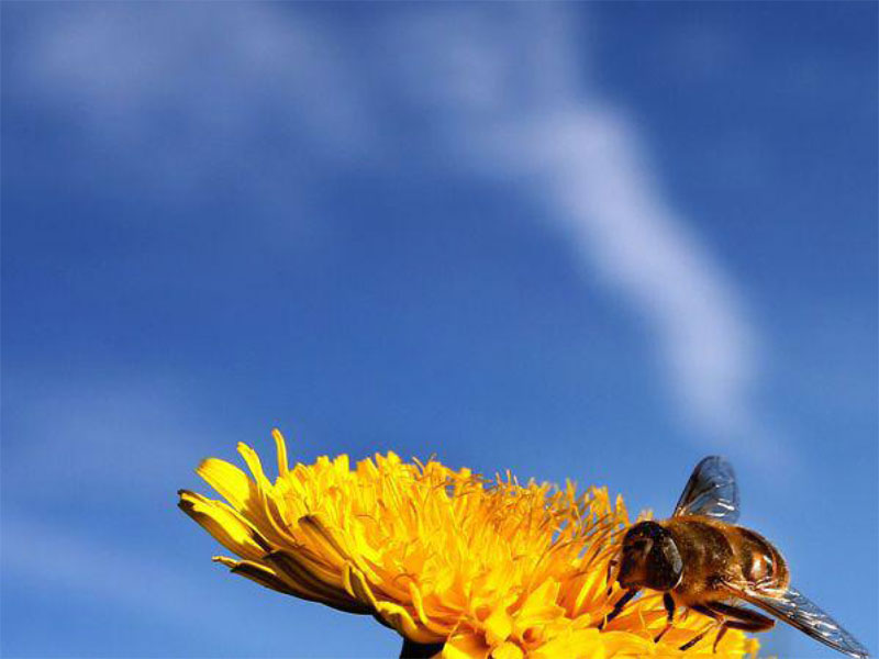 Les abeilles sont victimes du manque de biodiversité