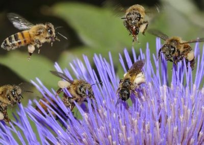 Bee Abeille - Plantes mellifères Grenoble Lyon