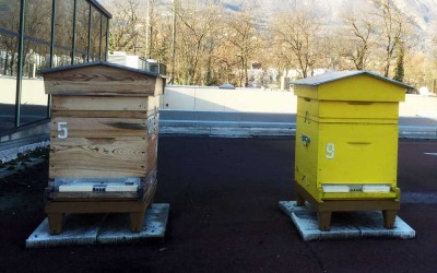 Hivernage des ruches