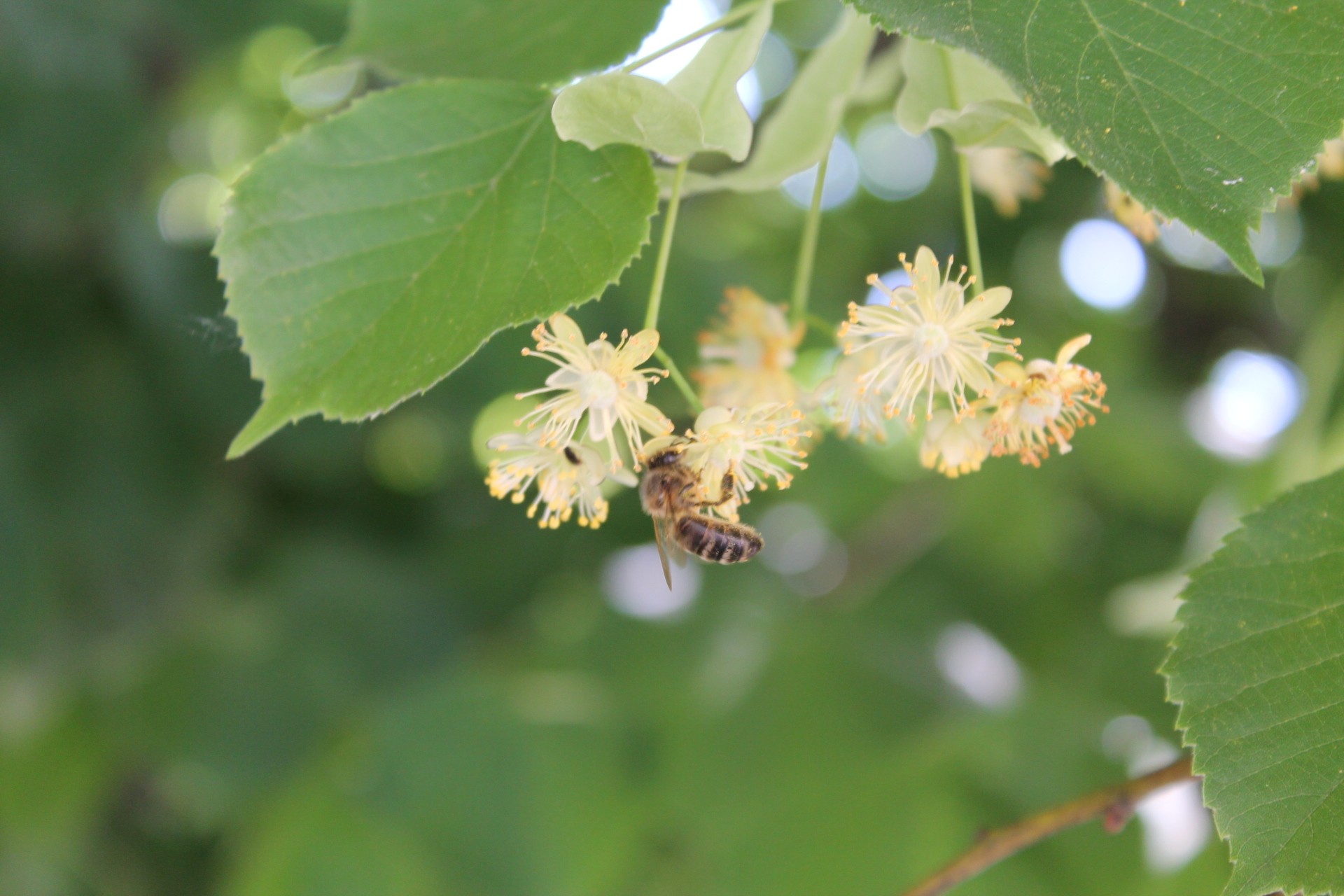 Récolte de nectar de tilleul - © Bee Abeille