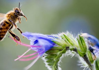 Bee Abeille - Plantes mellifères Grenoble Lyon