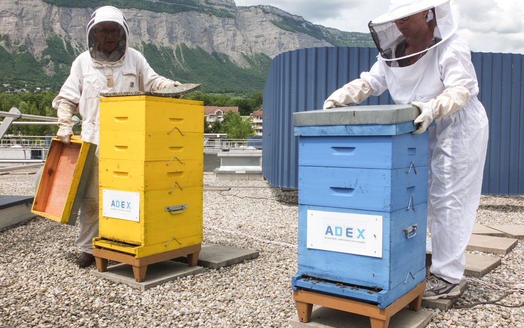 Bee Abeille dans les Affiches de Grenoble et du Dauphiné